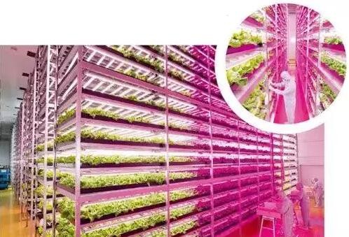 日本四大植物照明工厂 规模与技术深度解析