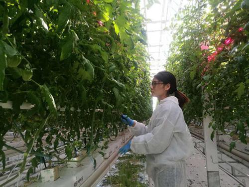 京津冀协同发展新篇章 北京蔬菜工厂化技术向天津、河北辐射推广